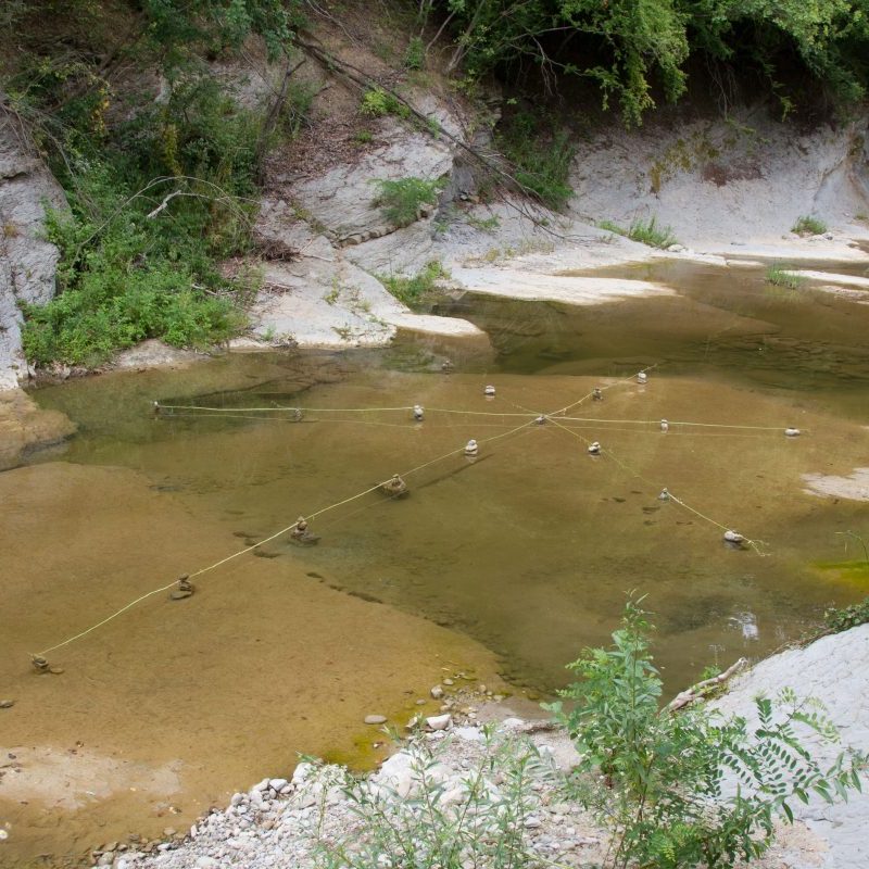 Roy Staab / USA 2016