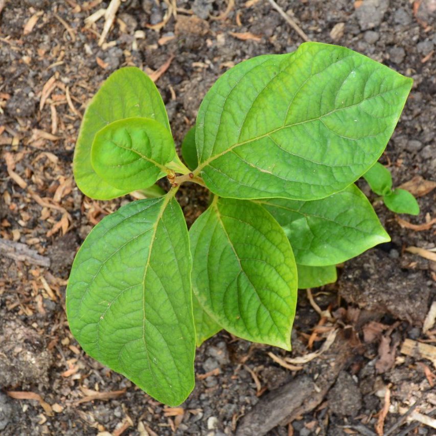 Gabrovtsi Art-Nature Symposium 2021