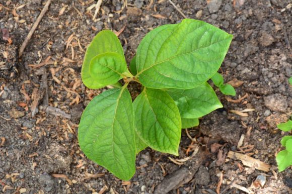 Gabrovtsi Art-Nature Symposium 2021